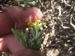 Osteospermum sinuatum