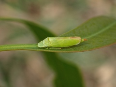 Ledropsis