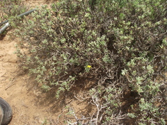 Osteospermum sinuatum