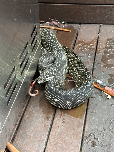 Diamond Python sighting