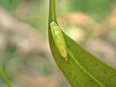 Ledropsis