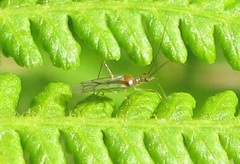 Felisacus elegantulus