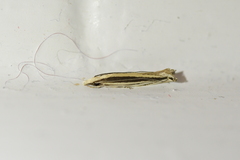 Erechthias stilbella