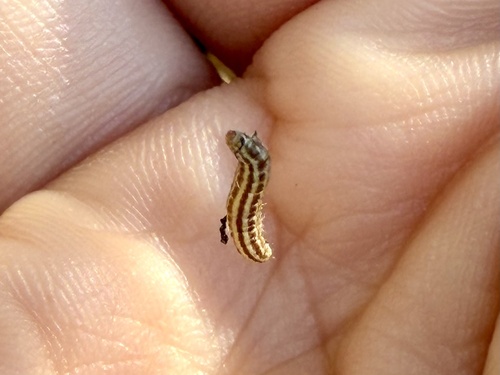 iNaturalist observation photo of American Sunflower Moth