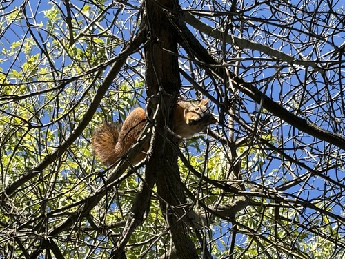 iNaturalist observation photo of Eastern Fox Squirrel