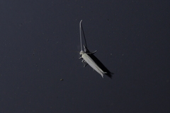 Stegommata sulfuratella