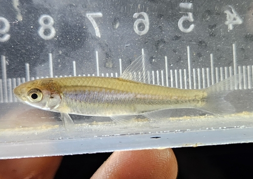 Eastern silvery minnow (Hybognathus regius) — Cyprinidae — 3