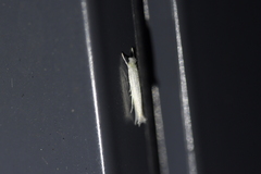 Stegommata sulfuratella