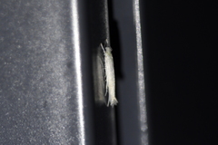 Stegommata sulfuratella