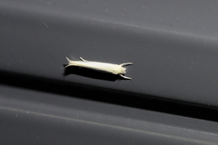 Stegommata sulfuratella