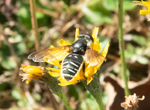 Unknown species found near Hardwick, VT, USA