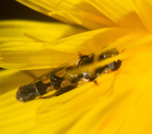 Unknown species found near Hardwick, VT, USA