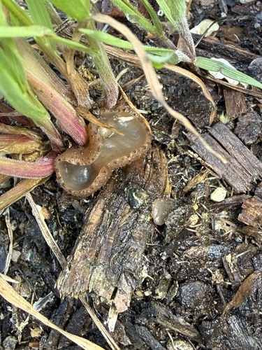 iNaturalist observation photo of Cups