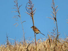 Lanius bucephalus