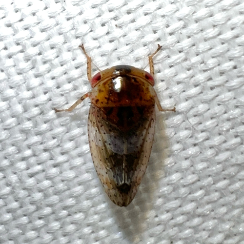 Batracomorphus lentiginosus observed 2025-11-13