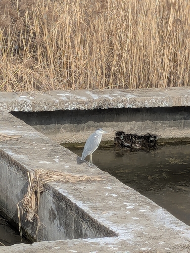 Grey Heron