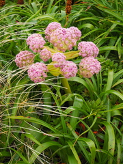 Anisotome latifolia