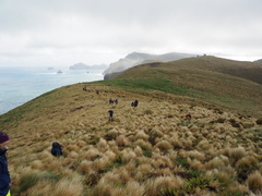 Poa litorosa
