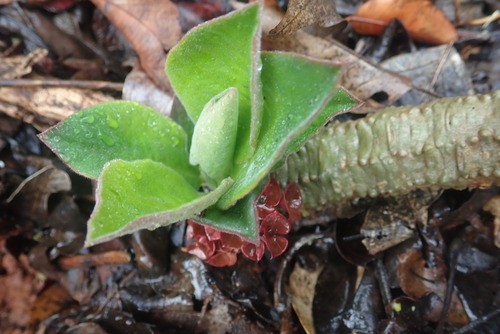 Euphorbia denisiana image