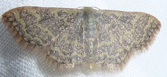 Idaea costiguttata