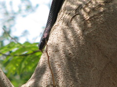 Dolichophis jugularis