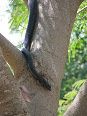 Dolichophis jugularis