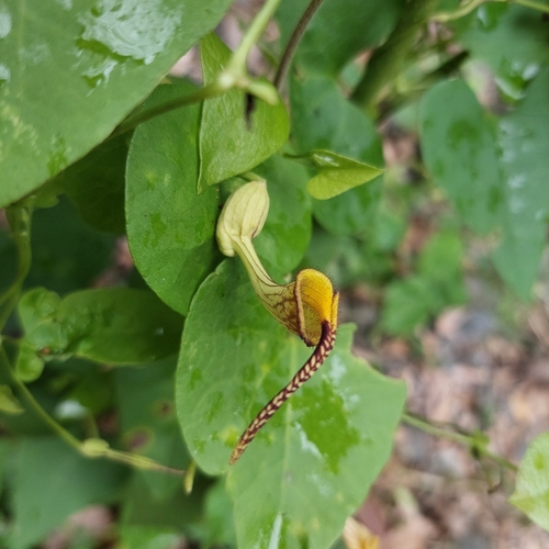 Aristolochia anguicida, 2025-12-15
