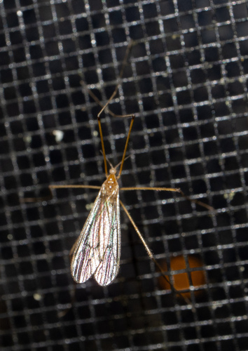 Unknown species found near Calais, VT, USA