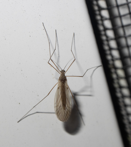 Unknown species found near Calais, VT, USA