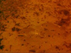 Leiostomus xanthurus