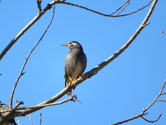 Spodiopsar cineraceus
