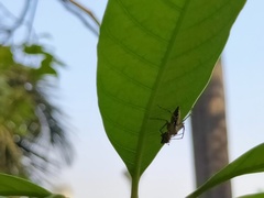 Oxyopes javanus