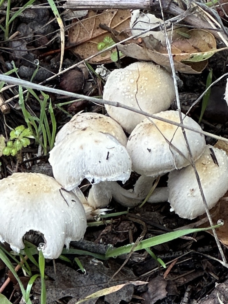 Leratiomyces percevalii · December 2025 · photo: © gretchenparadis (iNaturalist, cc-by-nc)
