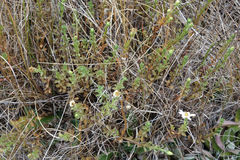 Vittadinia australis