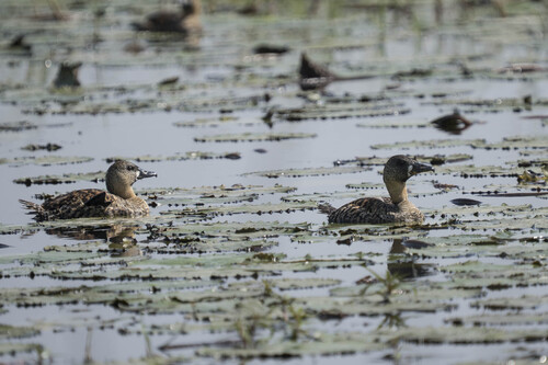 iNaturalist: (c) davehobson, some rights reserved (CC BY-NC), uploaded by davehobson iNaturalist image