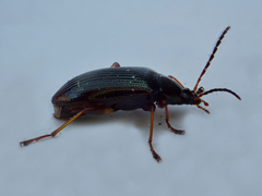 Tanychilus metallicus