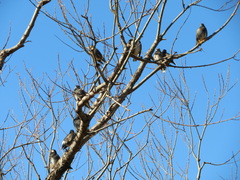 Spodiopsar cineraceus