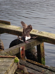 Leucocarbo campbelli