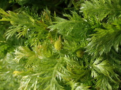 Leptinella plumosa