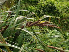 Carex trifida