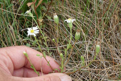 Vittadinia australis