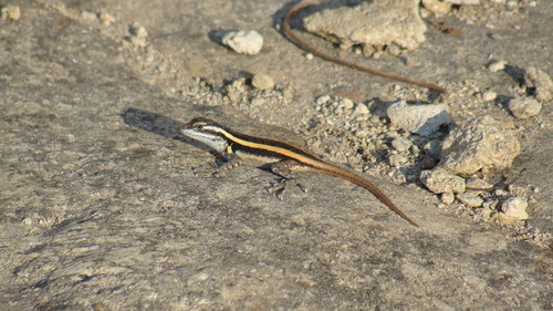 Sceloporus smithi