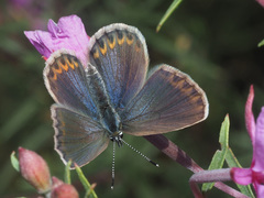 Plebejus idas