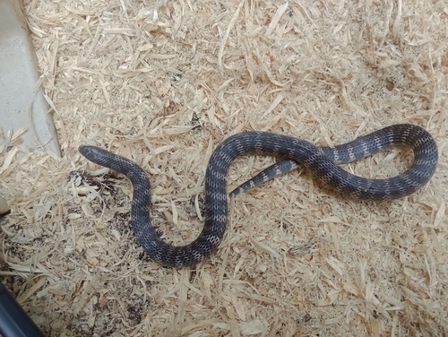 Photo of a Fat Ground Snake (Atractus obesus)