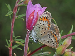 Plebejus idas