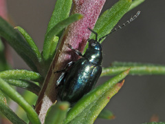 Altica impressicollis