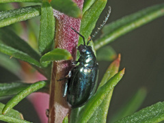 Altica impressicollis