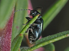 Altica impressicollis