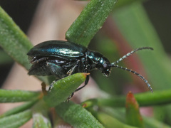 Altica impressicollis