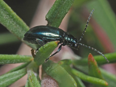 Altica impressicollis